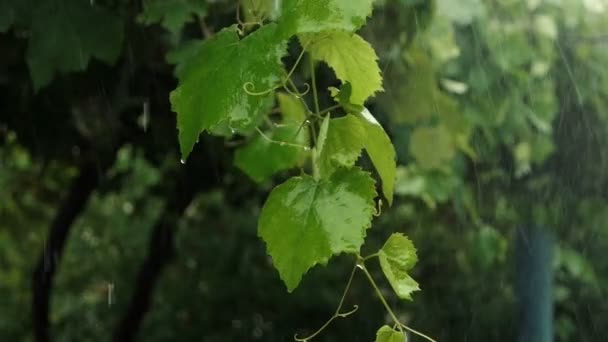 Druppels regen vallen op groene bladeren van druiven in Slow motion — Stockvideo