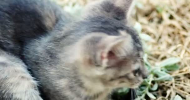 Cute gray kitten play in grass closeup hand held shot — Stock Video