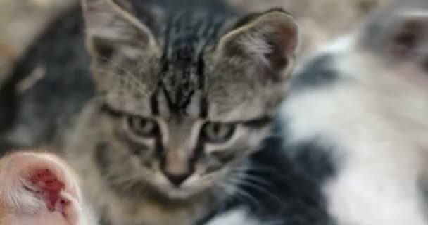 Drei süße Kätzchen zusammen Handschuss — Stockvideo