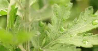 Yağmur el sonra bahçede yeşil yapraklarda Waterdrops