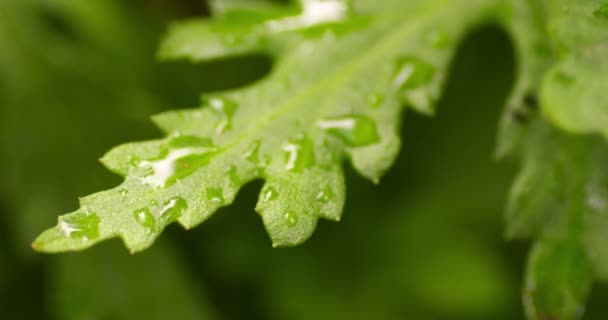 Роса на зеленых листьях в гарде утром — стоковое видео