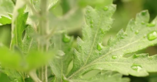 Gotas de agua sobre hojas verdes en el jardín después de la lluvia de mano — Vídeos de Stock