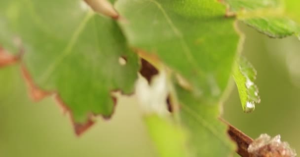 Maco shot di foglie con segni di appassimento — Video Stock