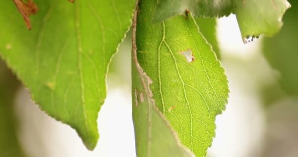 Makro skott av färska gröna blad i trädgård, handhållen — Stockvideo