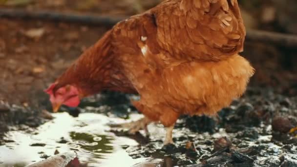 Pollo de campo libre en busca de barro — Vídeo de stock