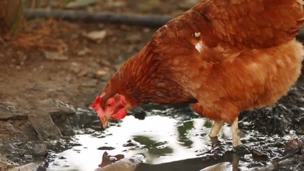 Kip voederen in de modder — Stockvideo