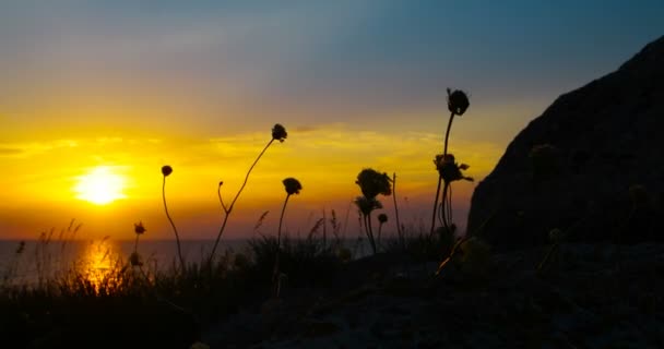 Ідилічний захід сонця на морі з копіспасом і погойдуючими трав'яними силуетами — стокове відео