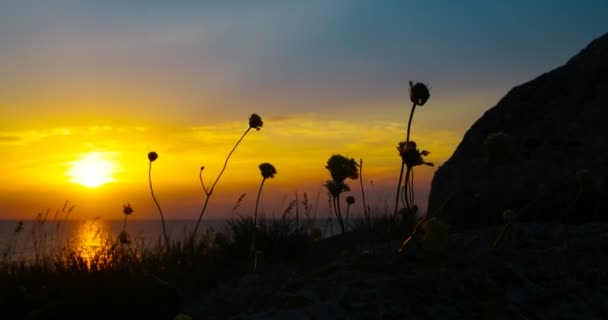 Idyllische zonsondergang op zee met copyspace en zwaaiend gras silhouetten — Stockvideo