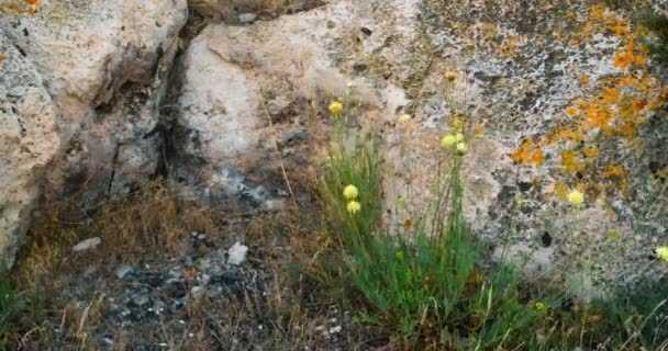 Fleurs sauvages jaunes balançant sur le vent près de la cheminée passée — Video