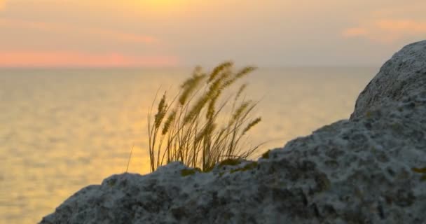 Plukje gras wapperen op de wind voor zee-zonsondergang — Stockvideo