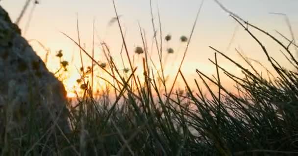Puesta de sol a través de la hierba costera. Hierba balanceándose en el viento. Viento soplando en las plantas secas — Vídeo de stock
