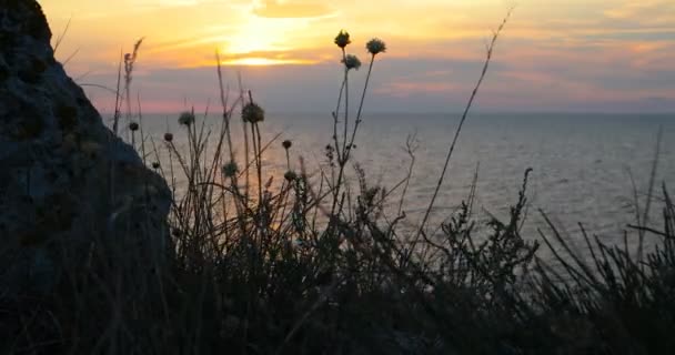 Atardecer idílico en el mar. El viento agita la hierba en el fondo de una hermosa puesta de sol en el mar . — Vídeos de Stock