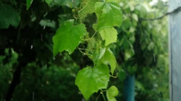 Las gotas de agua de lluvia de verano caen sobre las hojas de uva brillantes. Movimiento lento — Vídeos de Stock