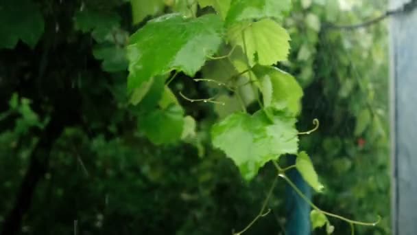 Twig of grape with green leaves in rainy day slow motion — Stock Video