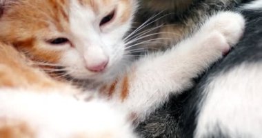 Şirin yavru kedi uyku birlikte