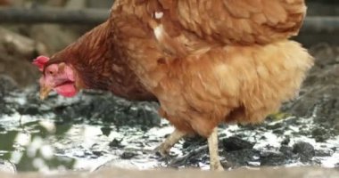 Ücretsiz aralığı Chichen besleme