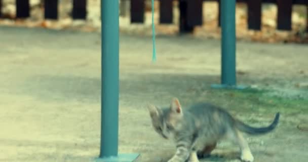 Tabby Kitte spielen allein — Stockvideo