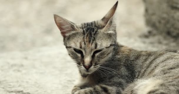 Cat-mãe descansando e gatinho grooming — Vídeo de Stock