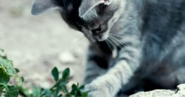 Kitten play with grass — Stock Video