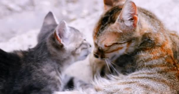 Gattino nutrendosi della sua mamma — Video Stock