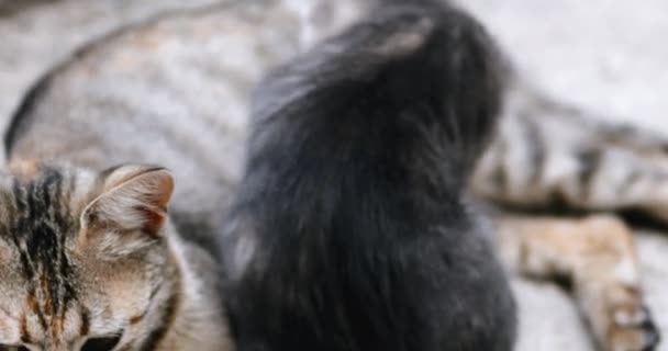 Tabby kitten drink milk from mom handheld shot — Stock Video