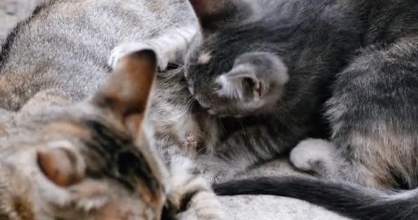 Kitten drink milk from cat-mom — Stock Video