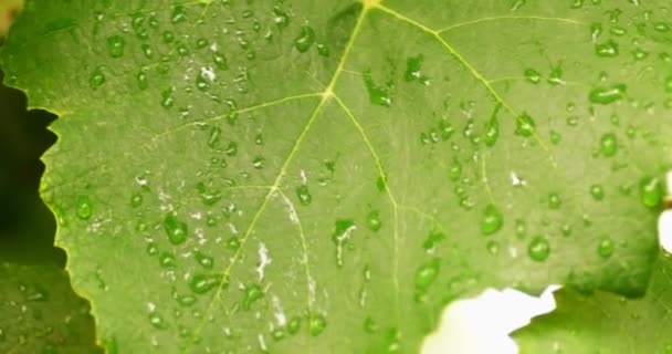 Wassertropfen auf grünen Blättern Handschuss — Stockvideo