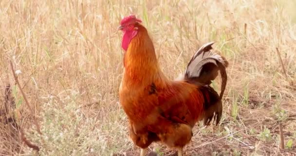 Big Cock in Dry Grass — Stock Video