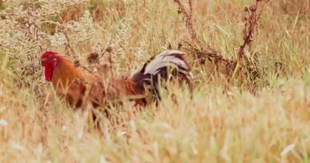Kogut i kury, ukrywając się w trawie — Wideo stockowe