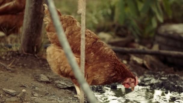 Volný výběh chichen organických krmení v bahně — Stock video