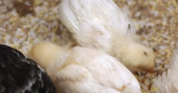 Young chickens eat grain on ground — Stock Video