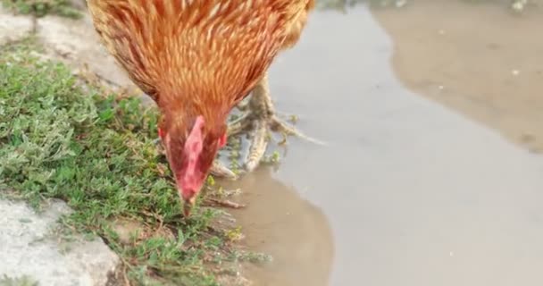 Gallinas de criadero libre alimentándose en charco en granja ecológica — Vídeos de Stock