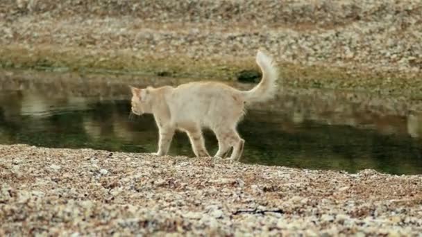 คนไร้บ้านภูมิใจแมวขิงเดินบนชายหาด . — วีดีโอสต็อก