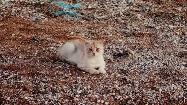 Бродячий рыжий кот на пляже отдыхает на песке — стоковое видео