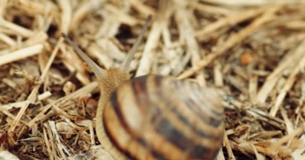 Escargot à coquille dénudée rampant lentement sur de l'herbe sèche ou de la paille — Video