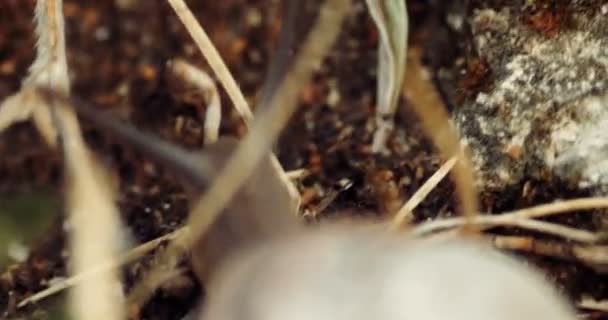 En hagesnegl som kryper på bakken. 4K Håndholdt Video – stockvideo