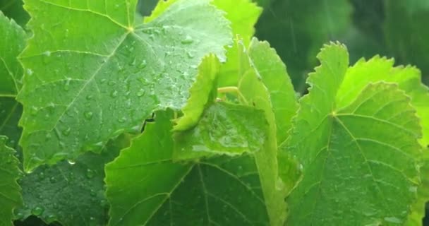 Grandes feuilles vertes sous de fortes pluies — Video