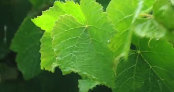 Rallentamento della pioggia versando su foglie verdi — Video Stock
