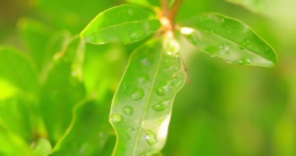 Fundo bela natureza com folhas da manhã com gotas de água. Ramo jovem verde fresco com folhas em gotas de orvalho ao ar livre no verão ou primavera macro close-up. Foco seletivo superficial DOF — Vídeo de Stock