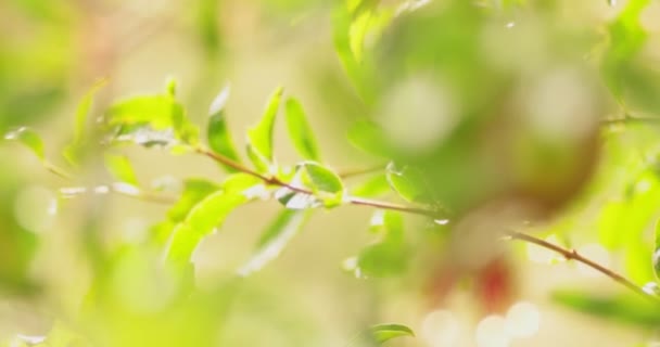 Rugiada su ramoscello verde. Focus selettivo con bassa profondità di campo . — Video Stock