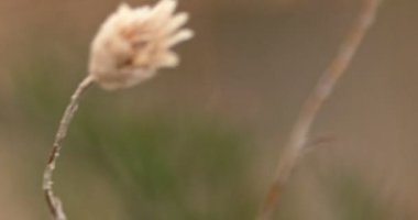 Kuru ot makro el atış spiklet