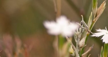 Peygamber çiçeği çiçeği alanında makro çekim