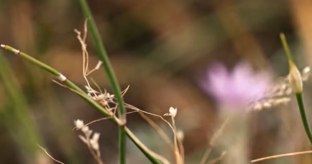 Tallos de hierbas y pequeño tiro de mano flor azul — Vídeo de stock