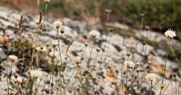 Hvite bredblomster som flagrer på vinden foran fjellet dekket med lav – stockvideo