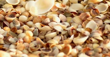 Makro'deniz kıyısında deniz kabuklarını kapağında bakmak