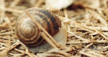 Üzerinde kuru ot Bahçe salyangoz el atış