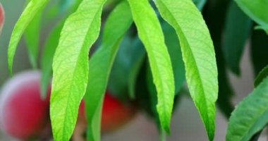 Erik şeftali ağacı meyve meyve bahçesinde büyüyen ile