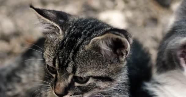 Schattige Kittens rust samen — Stockvideo