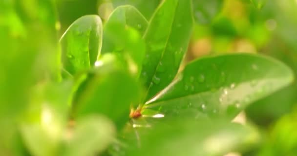 Gouttelettes de rosée sur les feuilles vertes, faible profondeur de champ — Video