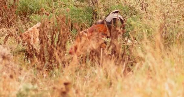 Queue et poule se nourrissant dans l'herbe sèche — Video